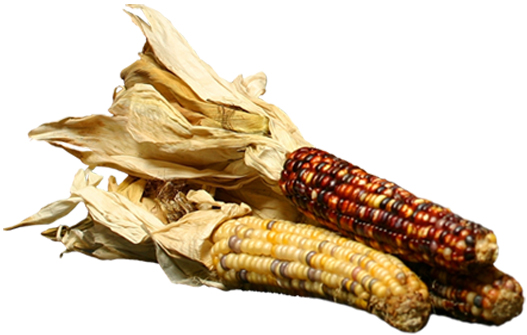 Three Dried Corn on Display on a White Background